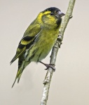 Siskin - Carduelis spinus.jpg