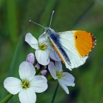 Orange tip