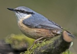 Nuthatch - Sitta europaea 3.jpg