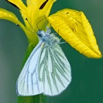 Green veined white