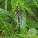 Hairy dragonfly