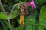 Broad bodied chaser 1