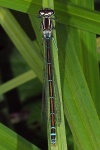Azure damselfly