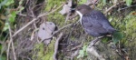 Dipper