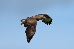 Eurasian buzzard