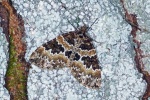Broken barred carpet