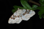 Silver ground carpet