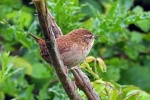 Wren