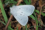 Muslin ermine