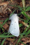 Muslin ermine