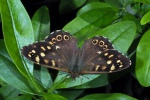 Speckled wood