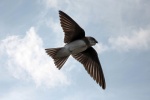 Sand martin