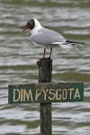 Black headed gull