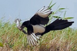 Magpie