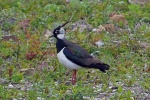 Lapwing