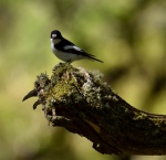 Pied Flycatcher.jpg
