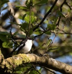 Pied Flycatcher_03.jpg