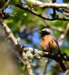 Redstart_01.jpg
