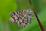 Latticed heath