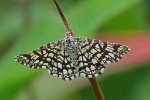 Latticed heath