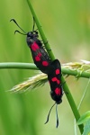 Five spot burnet