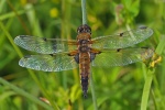 Four spotted chaser