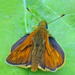Large skipper
