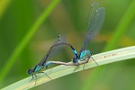 Common blue damsefly