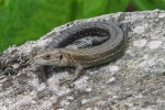 common lizard