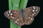 Speckled wood