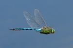 Emperor dragonfly