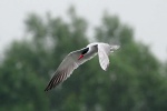 Caspian tern