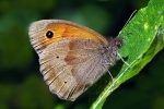 Meadow brown