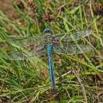 Emperor dragonfly