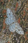 Grey birch