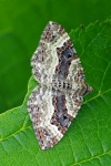 Common carpet