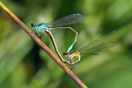 Azure damselfly