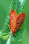 Rosy footman