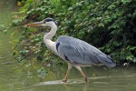 Grey heron