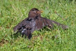 Blackbird