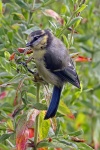 Blue tit