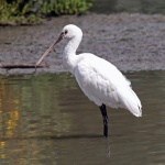 Spoonbilll