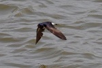 Swallow