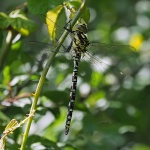 Southern hawker