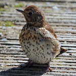 Song thrush