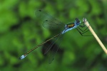 Emerald damselfly