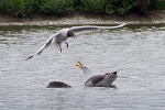 Gull attack