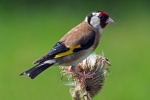 Goldfinch