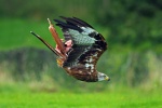 Red kite