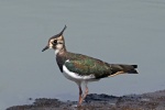 Lapwing
